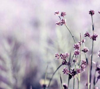 Purple__Flower